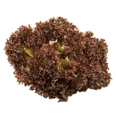 DE LOLLO ROSSO 8-12st.