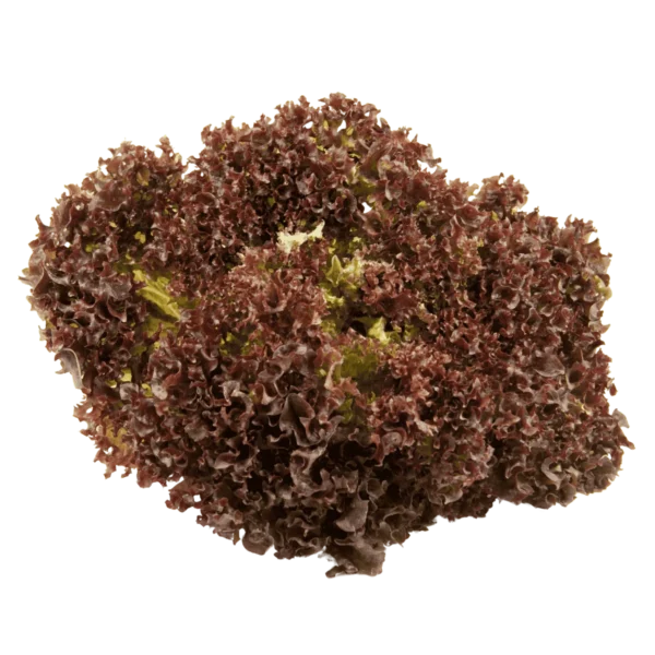DE LOLLO ROSSO 8-12st.