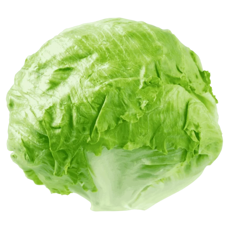Eisbergsalat Karton 5Kg