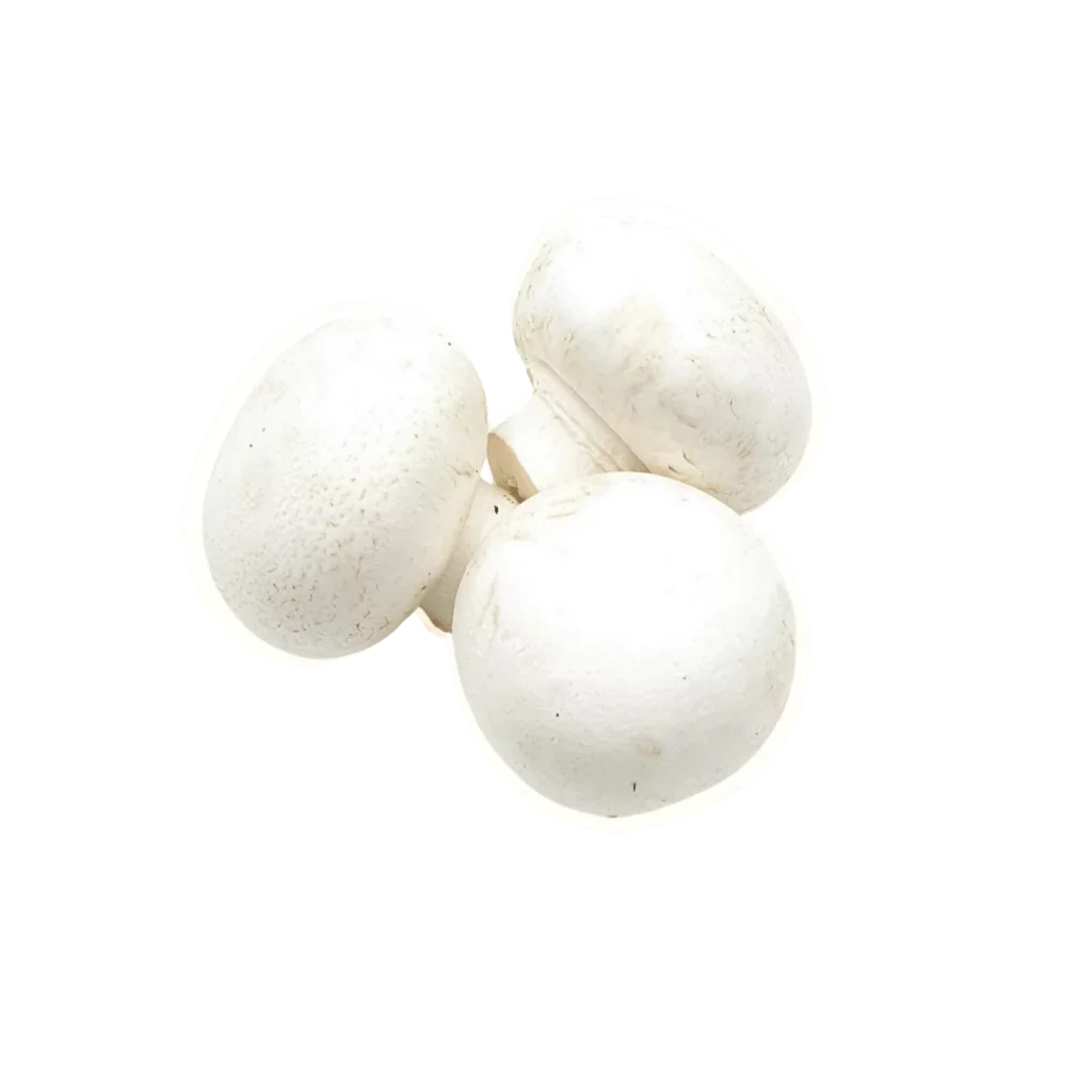 Champignons mittelgroß 3kg