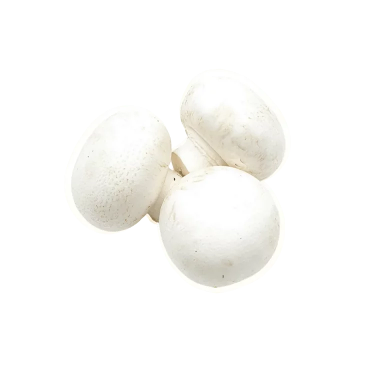Champignons mittelgroß 3kg