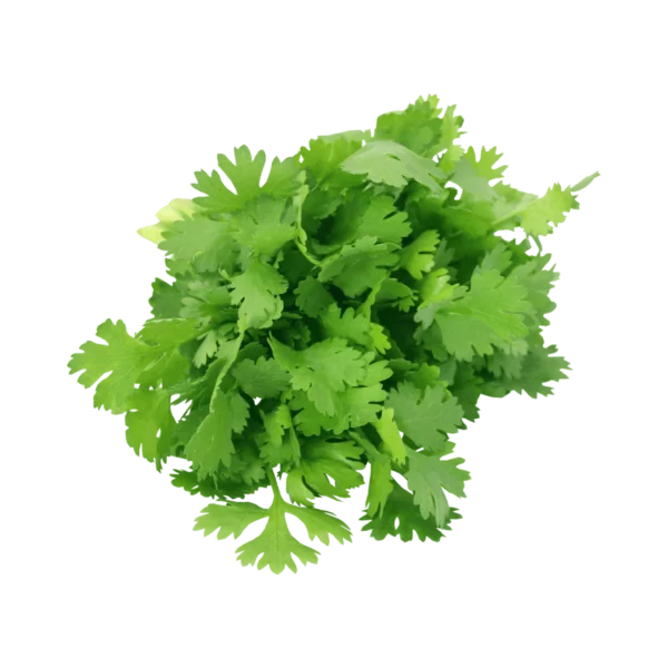 Koriander frisch 1kg