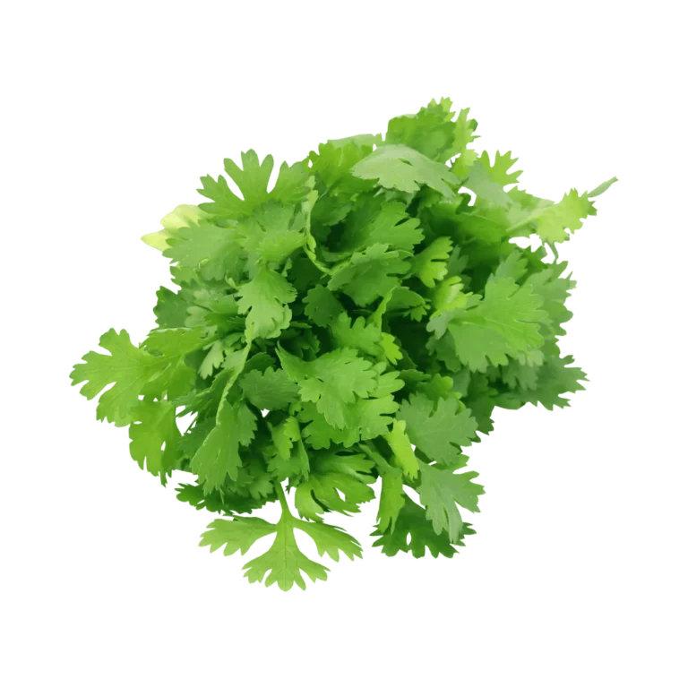 Koriander frisch 1kg