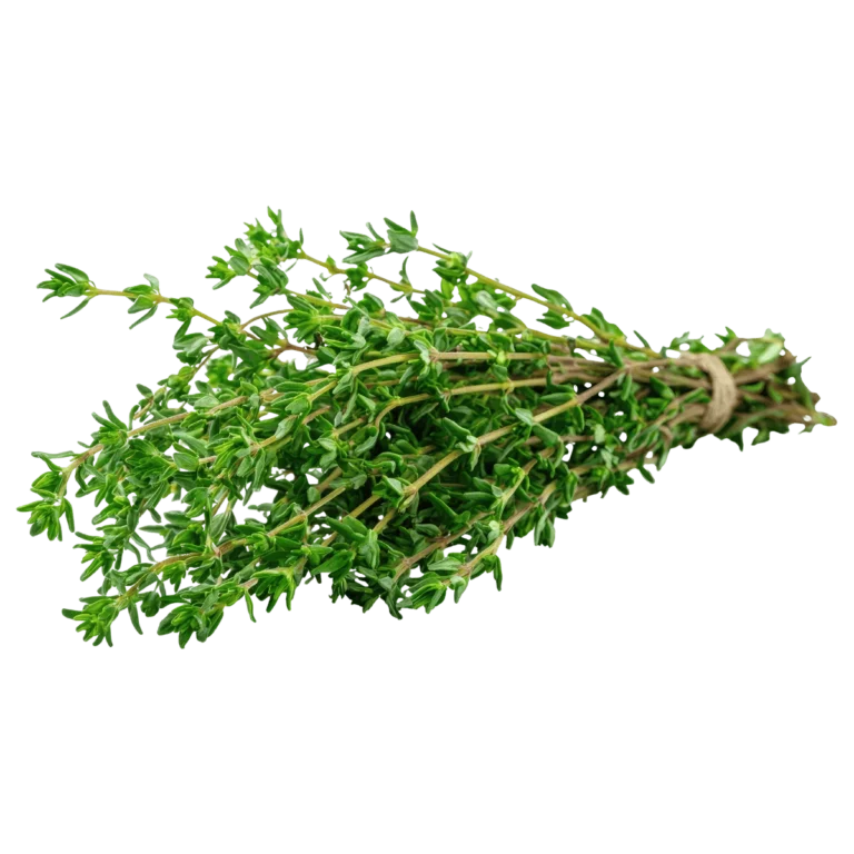 Thymian frisch 1kg
